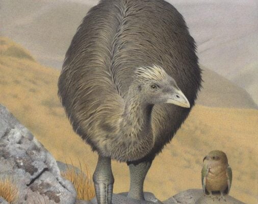Crested Moa. Pachyornis australis. From the series ExSnct Birds of New Zealand., 2005, Masterton, by Paul MarSnson. Te Papa (2006-0010-1-19).