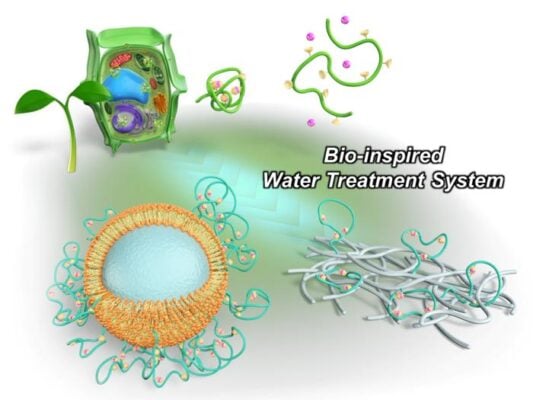 Conceptual illustration of this work on bio-inspired water treatment system