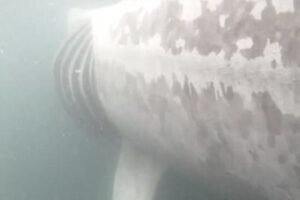 A 7-meter basking shark feeding near the surface after it was tagged by researchers.