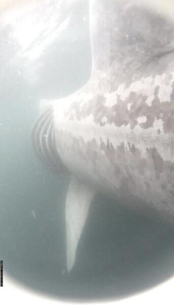 A 7-meter basking shark feeding near the surface after it was tagged by researchers.