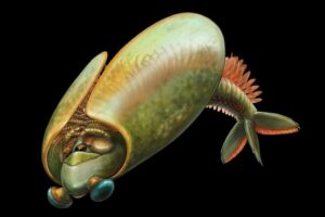 Researchers believe Odaraia could have swum upside down to gather food among its many spines along its legs.