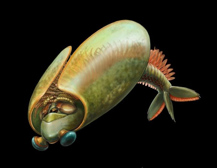 Researchers believe Odaraia could have swum upside down to gather food among its many spines along its legs.