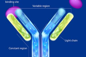 The nanobodies are derived from flexible, Y-shaped antibodies made up of heavy-chain peptides which may be more effective at fighting certain viruses.