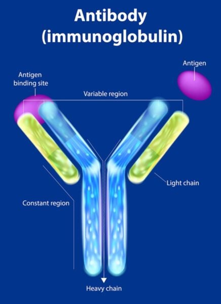 The nanobodies are derived from flexible, Y-shaped antibodies made up of heavy-chain peptides which may be more effective at fighting certain viruses.