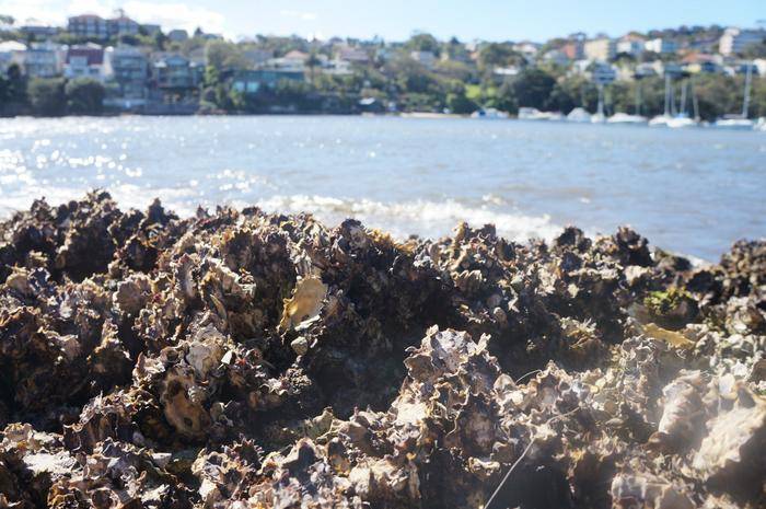 A native oyster bed on an urbanised coast.