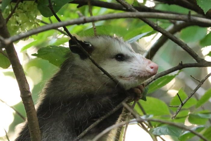 A Virginia Tech study of wildlife common in Virginia found that SARS-CoV-2, the virus responsible for COVID-19, is widespread in animals, particularly around areas of high human activity. The researchers identified variants consistent with those circulating in humans at the time, and one opossum with previously unreported viral mutations, underscoring the potential for changes that can potentially impact humans and their immune response.