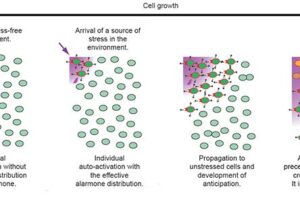 A (light green) bacterial cell detects a source of stress and becomes activated (dark green). It then produces alarmones (depicted as red triangles) and can transmit them to neighboring cells via cell-to-cell contact (black arrows). As the source of stress arrives, the percentage of activated cells increases, converting unstressed neighboring cells and triggering the stress response mechanism.