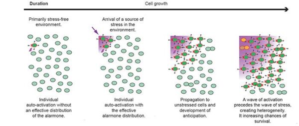 A (light green) bacterial cell detects a source of stress and becomes activated (dark green). It then produces alarmones (depicted as red triangles) and can transmit them to neighboring cells via cell-to-cell contact (black arrows). As the source of stress arrives, the percentage of activated cells increases, converting unstressed neighboring cells and triggering the stress response mechanism.