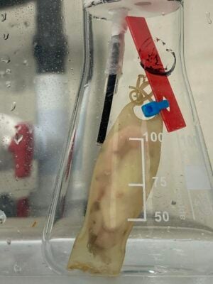 Small-spotted catshark egg in electromagnetic exposure experiment.