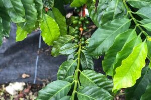 UF/IFAS scientists are trying to grow coffee cultivars in South Florida.