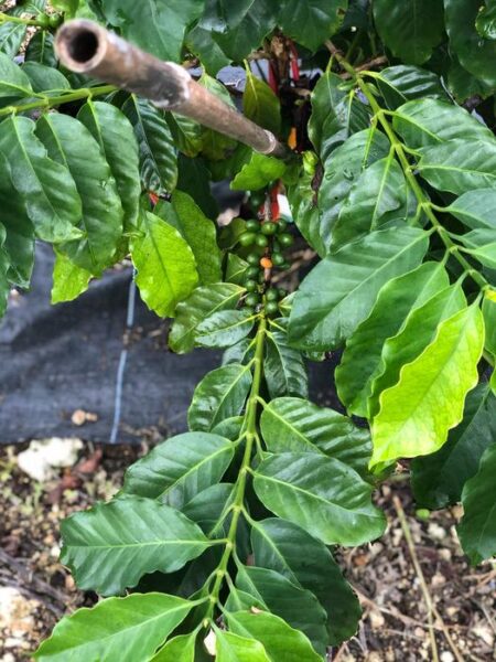 UF/IFAS scientists are trying to grow coffee cultivars in South Florida.