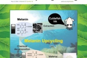 Researchers investigated the chemical decomposition products of melanin and explored its potential in the synthesis of biopolymers. According to their findings, melanin could soon become a valuable biomass resource.