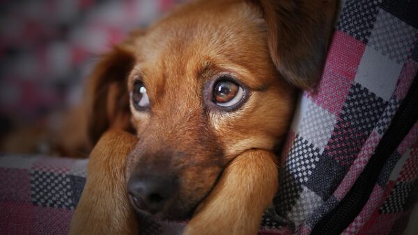 Sad dog with puppy eyes