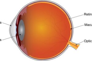 Age-related macular degeneration affects the macula, the part of the retina that provides central vision.