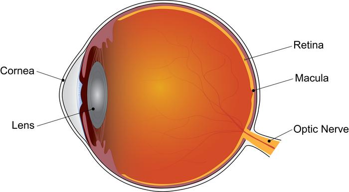 Age-related macular degeneration affects the macula, the part of the retina that provides central vision.