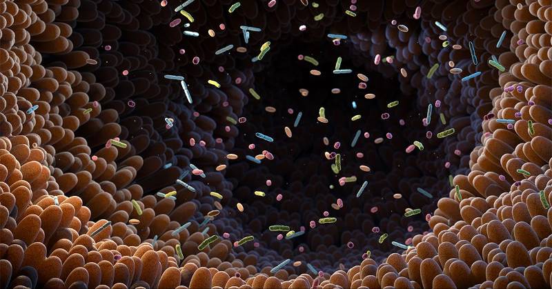 Time of Day Crucial for Gut Microbiome Research, Study Reveals
