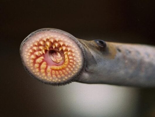 One of just two vertebrates without a jaw, sea lampreys that are wreaking havoc in Midwestern fisheries are simultaneously helping scientists understand the origins of two important stem cells.
