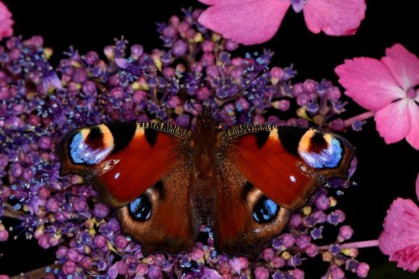 Butterflies accumulate enough static electricity to attract pollen without contact