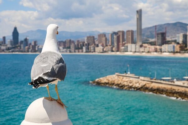 urban seagull