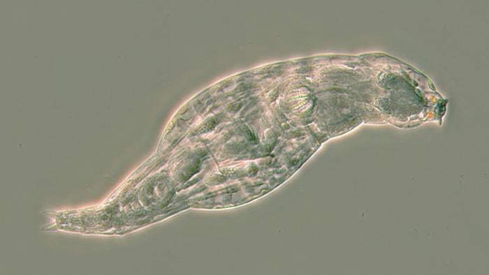 This rotifer has just survived a life-threatening infection. When a fungal disease attacked, she switched on hundreds of genes that her ancestors copied from microbes, including antibiotic recipes stolen from bacteria. Notes: This animal is about a quarter of a millimetre long and belongs to the species Adineta ricciae. It has two red eyes on its head.