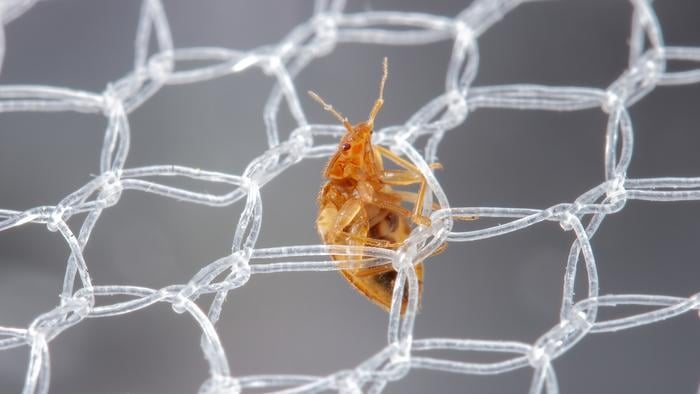 Malaria Prevention Success Leads to Unexpected Pest Problem