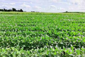 Enhanced weathering test fields of soybeans at the Energy Farm, University of Illinois, Urbana-Champaign (image credit: Dimitar Epihov, Leverhulme Centre, University of Sheffield).