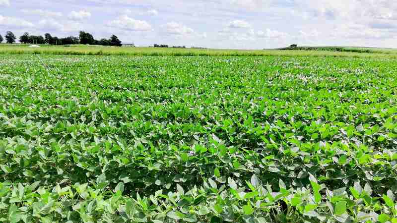Enhanced weathering test fields of soybeans at the Energy Farm, University of Illinois, Urbana-Champaign (image credit: Dimitar Epihov, Leverhulme Centre, University of Sheffield).