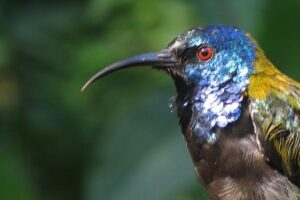 A blue-headed sunbird in the Albertine Rift: an example of a tropical bird with iridescent, colorful feathers.