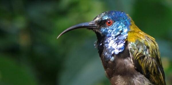 Colorful Origins: Study Reveals Surprising History of Bird Feather Iridescence