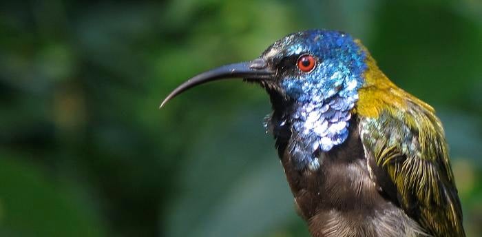 A blue-headed sunbird in the Albertine Rift: an example of a tropical bird with iridescent, colorful feathers.