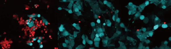 Pictured above: Live (blue) and dead (red) neurons without (left) or with (right) treatment with LK-2, showing that the molecule reduces cell death.