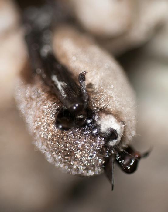 This image shows a hibernating little brown bat infected with white-nose syndrome.