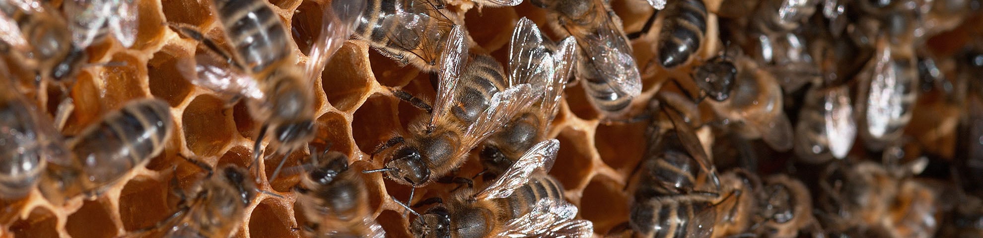 The latest buzz – smart hives and dancing robot bees boost sustainable beekeeping