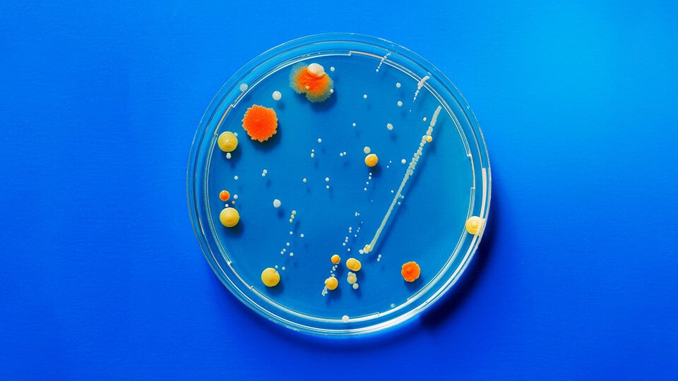 Scientists identify the compound that can inhibit the enzyme responsible for excess melanin accumulation in human skin and confirm its mechanism