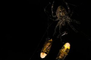 Araneus ventricosus with two ensnared male fireflies Abscondita terminalis