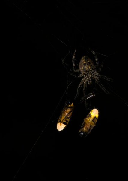 Araneus ventricosus with two ensnared male fireflies Abscondita terminalis