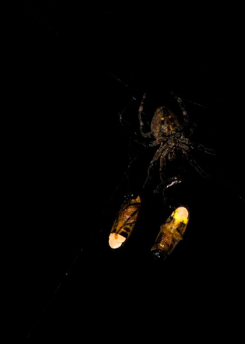 Araneus ventricosus with two ensnared male fireflies Abscondita terminalis