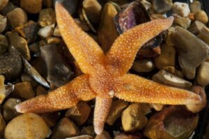 Photograph of a common European starfish (Asterias rubens) with a regenerating arm. Starfish can shed their arms (a process called autotomy) when attacked by predators and later regenerate the lost arm. Researchers at Queen Mary University of London have discovered the mechanisms behind autotomy, identifying a neurohormone that triggers arm loss in starfish.