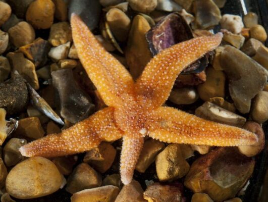 Starfish Survival Secret: Scientists Uncover Hormone Behind Limb Detachment