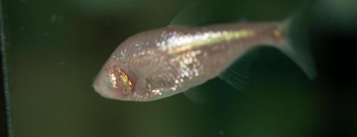 blind cave fish