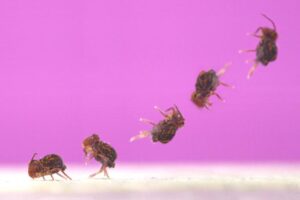 Composite image of a globular springtail jumping. Credit Adrian Smith