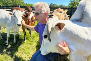 Gregory Berns with members of his herd of miniature Zebu cattle.