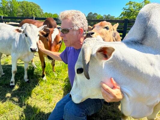 Gregory Berns with members of his herd of miniature Zebu cattle.