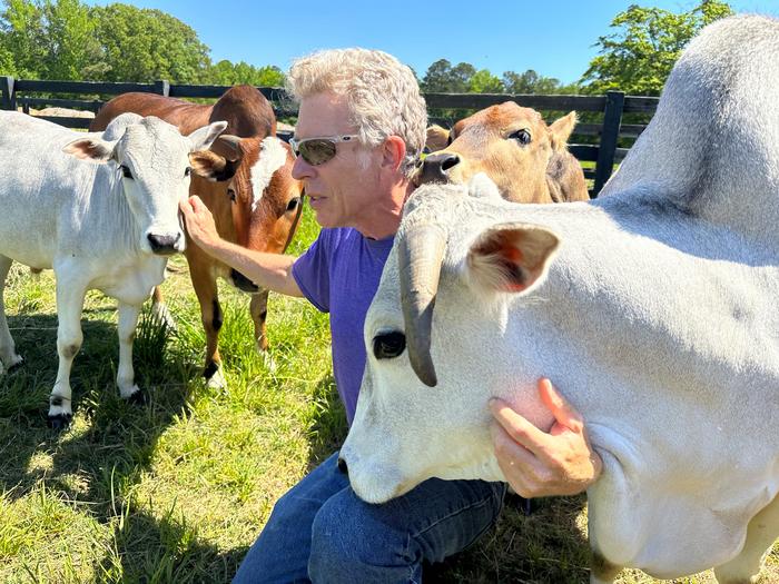 Gregory Berns with members of his herd of miniature Zebu cattle.