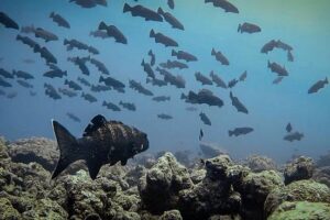 Squaretail groupers at a spawning aggregation site