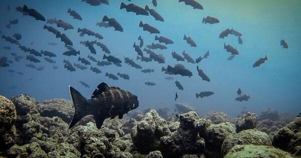 Squaretail groupers at a spawning aggregation site