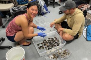 Ho Yan Yeung, PhD, first author on the study (left) and Thomas Koch, PhD, also an author on the study (right) examine a freshly-collected batch of cone snails. Image credit: Safavi Lab.