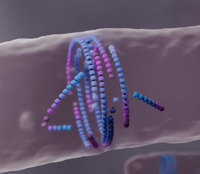 Circle of Death: Bacterial ‘Mortal Filaments’ Reveal New Mechanism for Cell Division