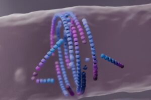 Computer simulation of filaments assembling into a division ring in the middle of the cell.