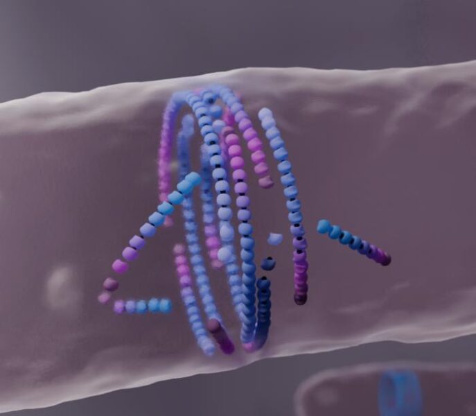 Computer simulation of filaments assembling into a division ring in the middle of the cell.